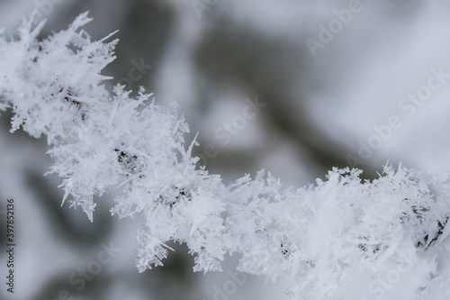 snow covered trees in winter, frost © Tin_si