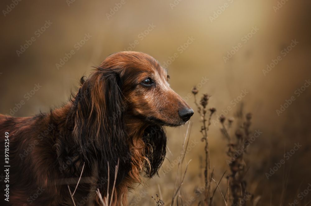 autumn walk with the dog portrait of a dachshund in gentle colors
