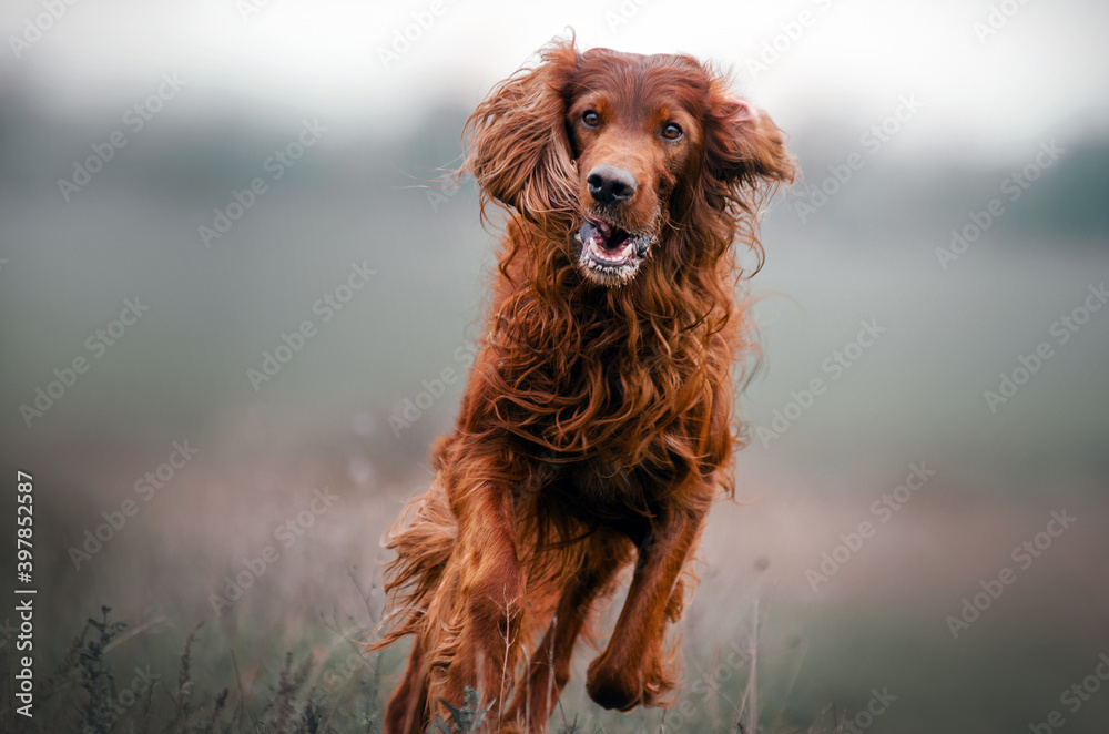 autumn walk with the dog portrait of irish setter in gentle colors
