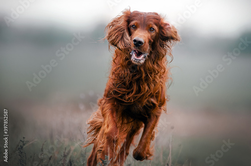 autumn walk with the dog portrait of irish setter in gentle colors 