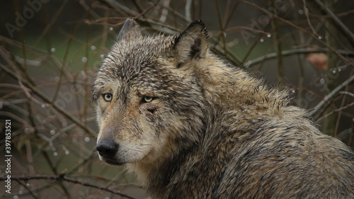 Obraz na płótnie Meute de loups gris w salonie