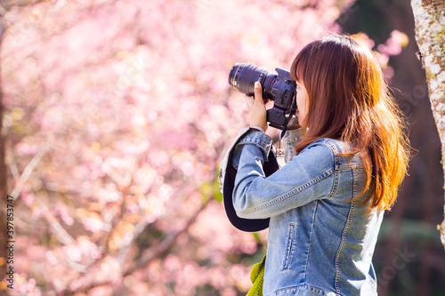 Photographer girl Shooting from Prunus cerasoides Wild Himalayan Cherry.
