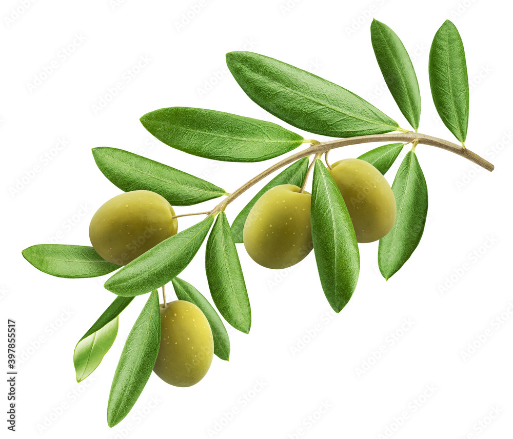 custom made wallpaper toronto digitalOlive tree branch isolated on white background