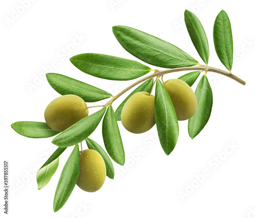 Wallpaper Mural Olive tree branch isolated on white background Torontodigital.ca