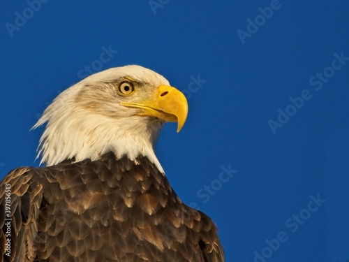 Bald eagle against blue sky background in Sidney BC © pr2is