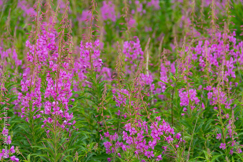 lots of pink flowers