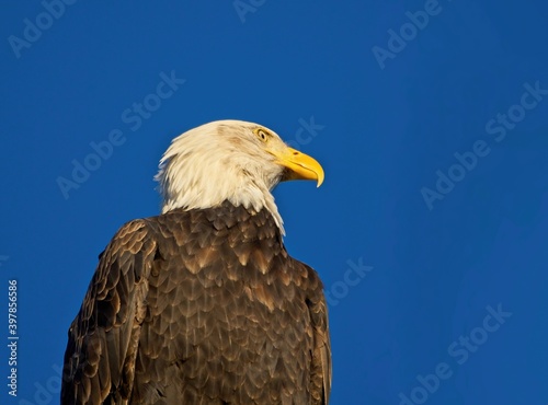 Bald eagle against blue sky background in Sidney BC
