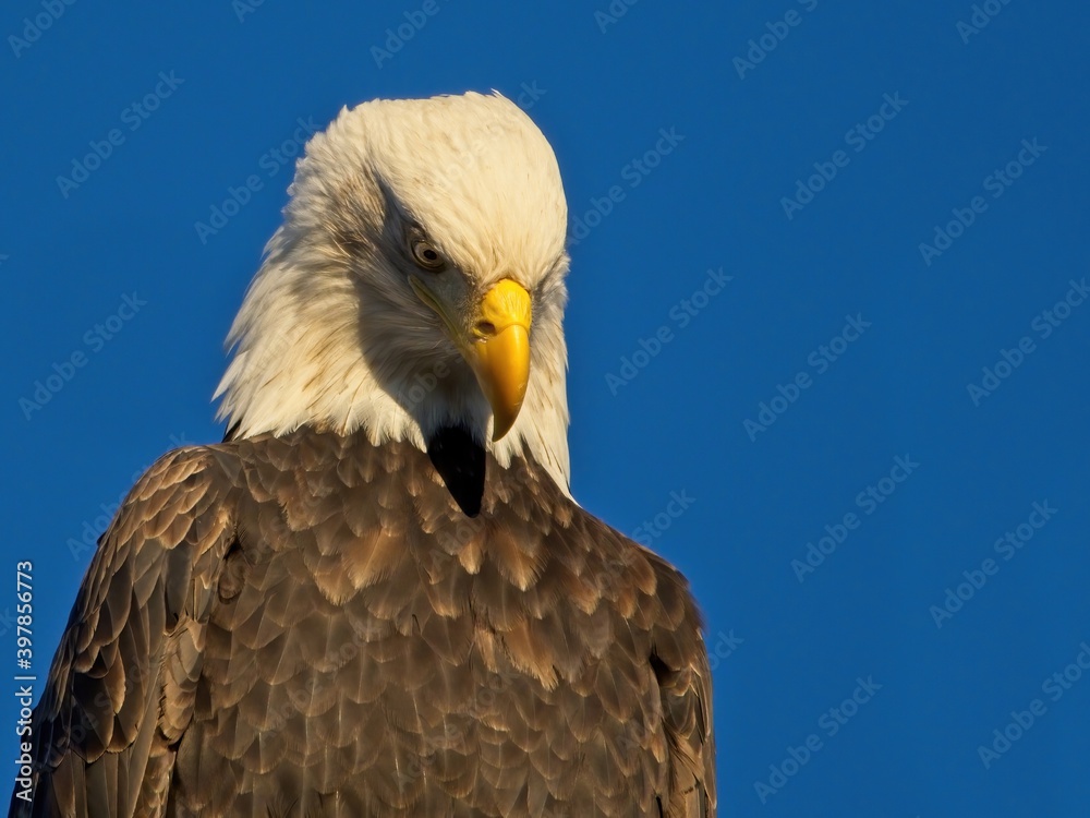Bald eagle against blue sky background in Sidney BC