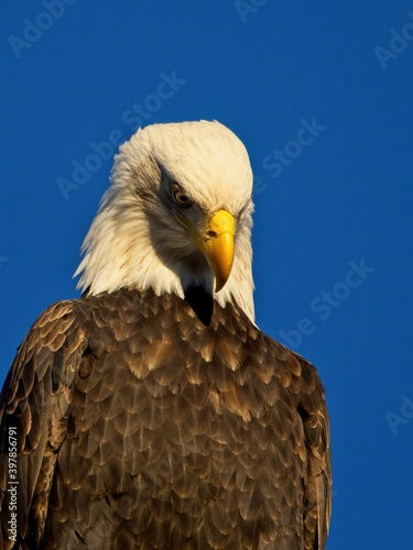 Bald eagle against blue sky background in Sidney BC © pr2is