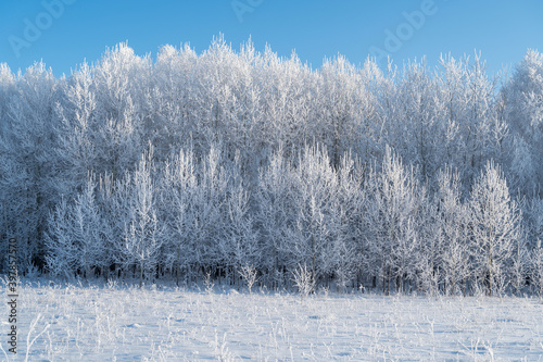 Wallpaper Mural snow covered trees in winter Torontodigital.ca