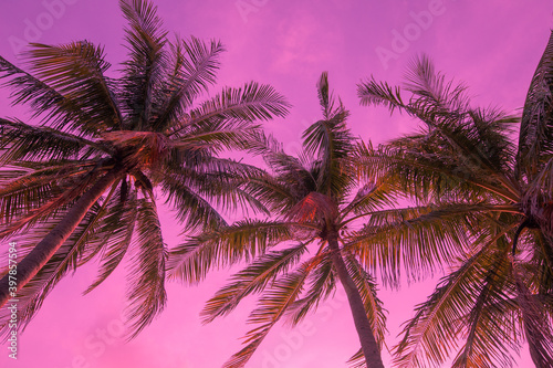 Toned background tropical view from below on palm trees. For travel design. Pink background,
