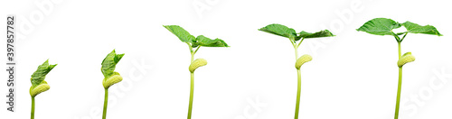 Canvas-taulu Shoots of a young green plant in stages within 5 days