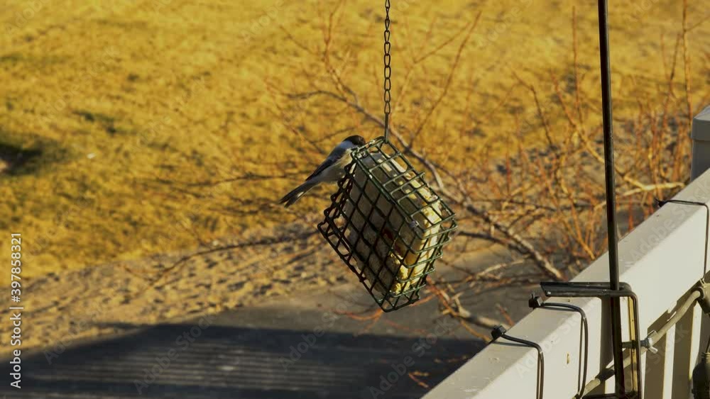 An adult Black-Capped Chickadee eats at a backyard suet feeder