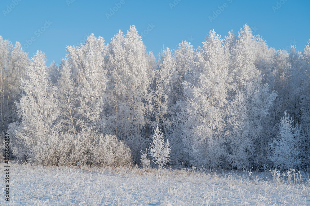 snow covered trees in winter snow covered trees in winter