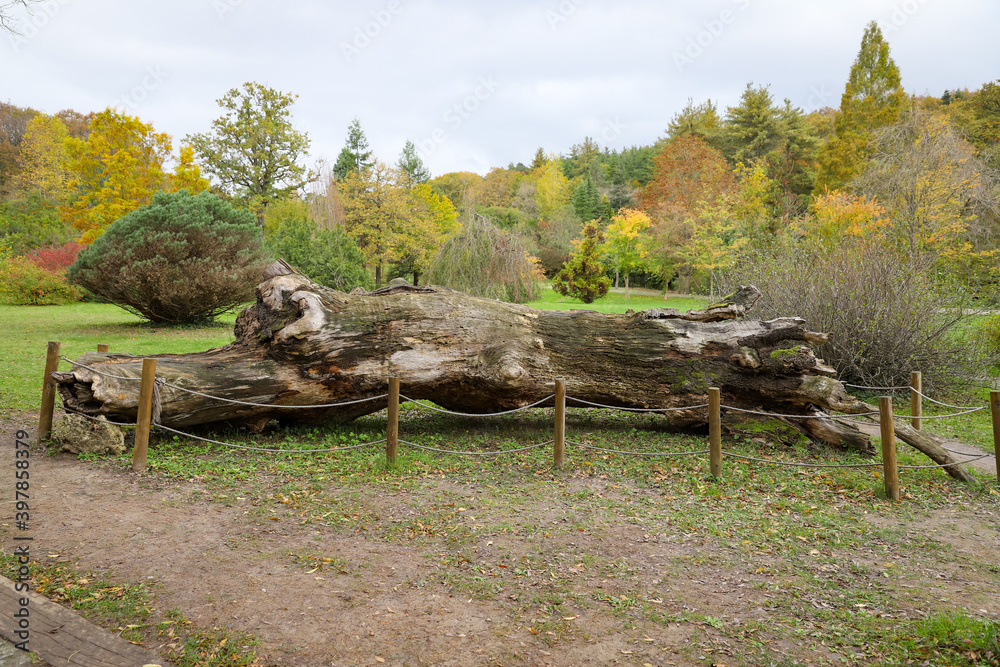 Fototapeta premium Forest during autumn