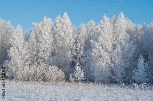 snow covered trees in winter © Сергей Черкашин