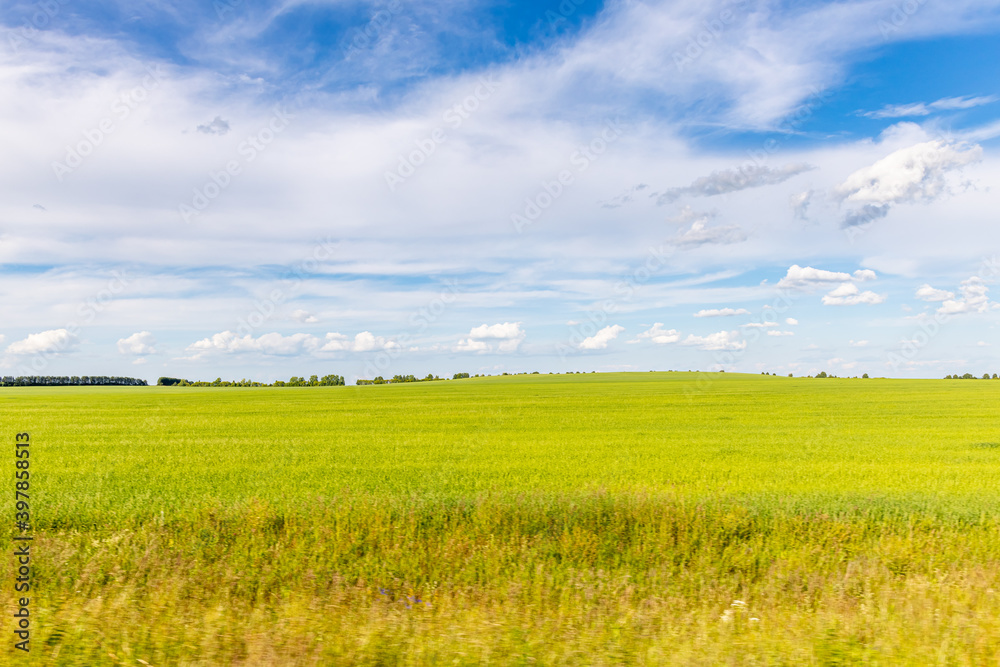 Obraz premium Beautiful view of green and yellow fields with white fog and trees is in summer in the morning