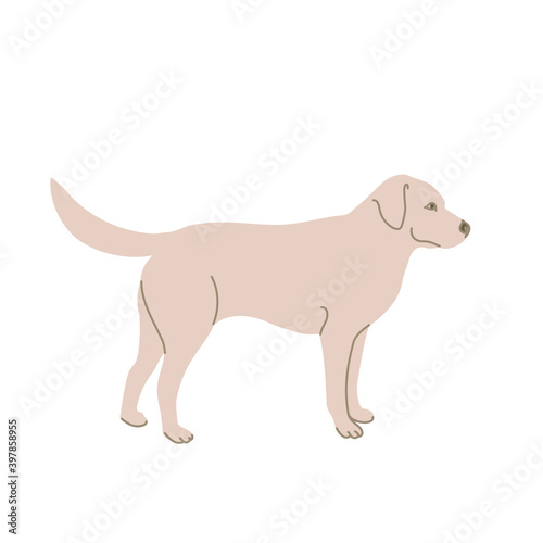 Labrador in colored flat style. For logo, icons, emblems, template, badges. Vector illustration