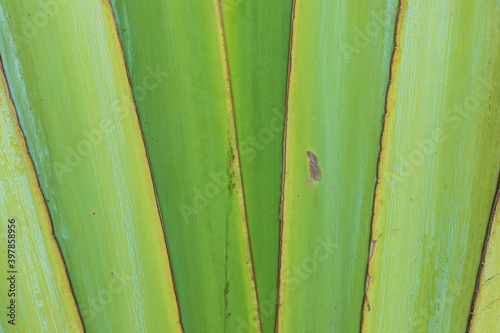 The texture of palm green leaves. Background. Smooth lines. Clear outlines.