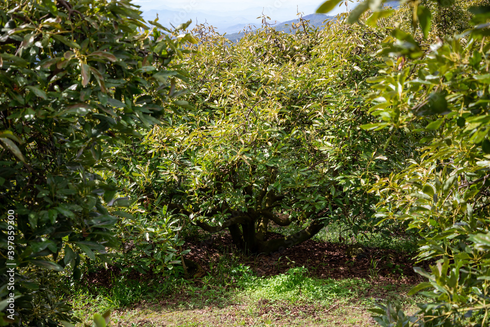 Paisaje Huerta de Aguacate / Palta. Árbol de Aguacate Paisaje Huerta de Aguacate / Palta. Árbol de Aguacate