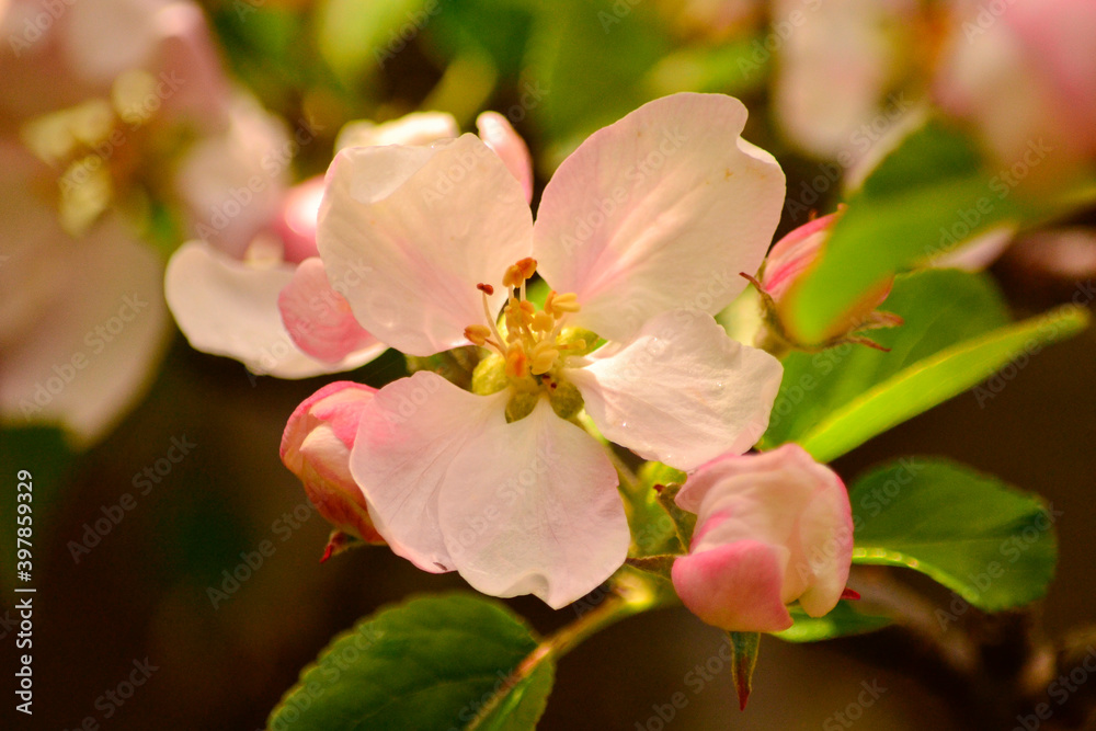 tree blossom,pink paper flower with very large petals tree blossom,pink paper flower with very large petals