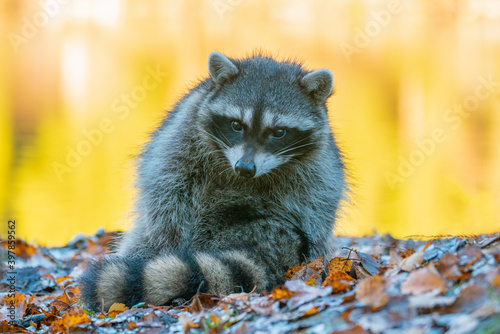 young raccoon baby sitting on the Fall leaves with yellow lake backgrounds photo