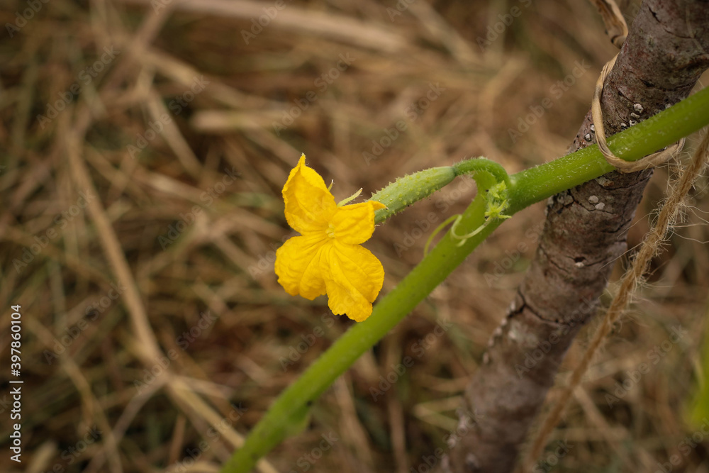 Yellow cucumber flower. Cucumber plant with a flower. Cucumber in the garden. Yellow cucumber flower. Cucumber plant with a flower. Cucumber in the garden.