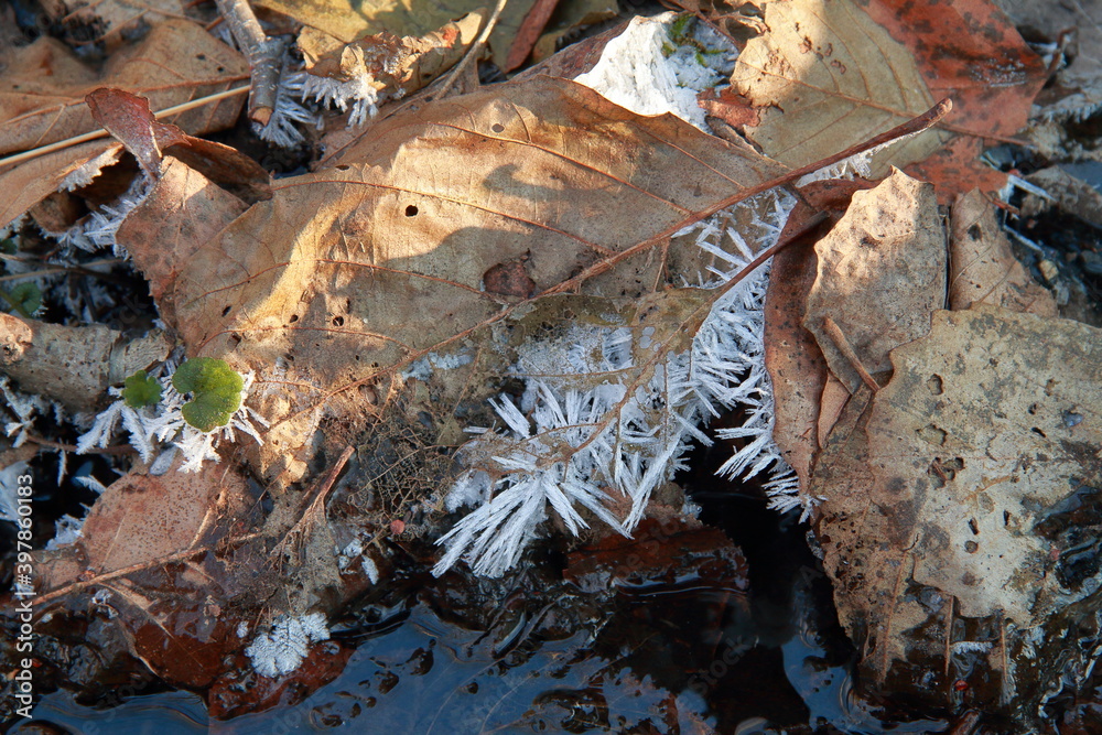 beautiful frost on old foliage