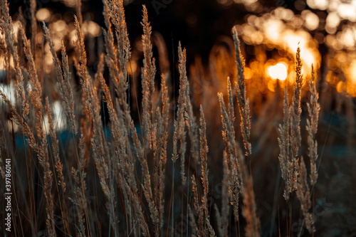 Obraz na plátně Dust grass