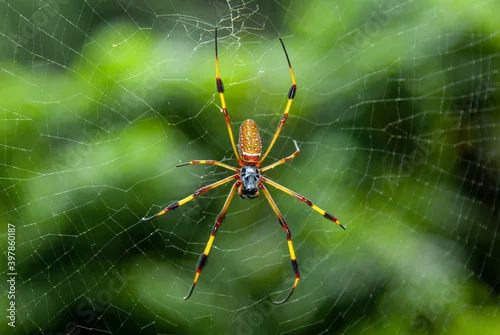 Fototapeta na wymiar Golden Orb or Banana Spider Nephila Clavipes