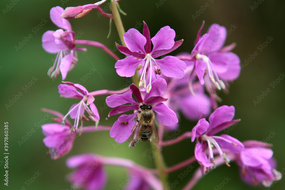Biene auf Blüte Biene auf Blüte