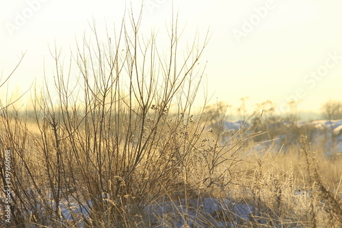 Fototapeta Naklejka Na Ścianę i Meble -  Foggy winter landscape with bushes and trees, soft daylight
