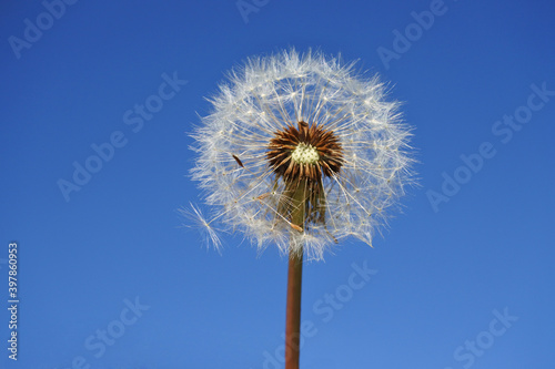 White dandelion against the blue sky.