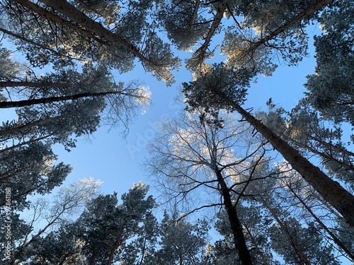 trees in the forest