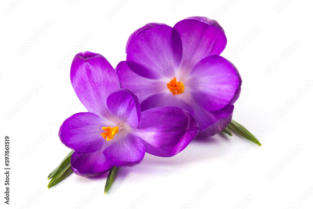 crocus on white background - fresh spring flowers crocus on white background - fresh spring flowers