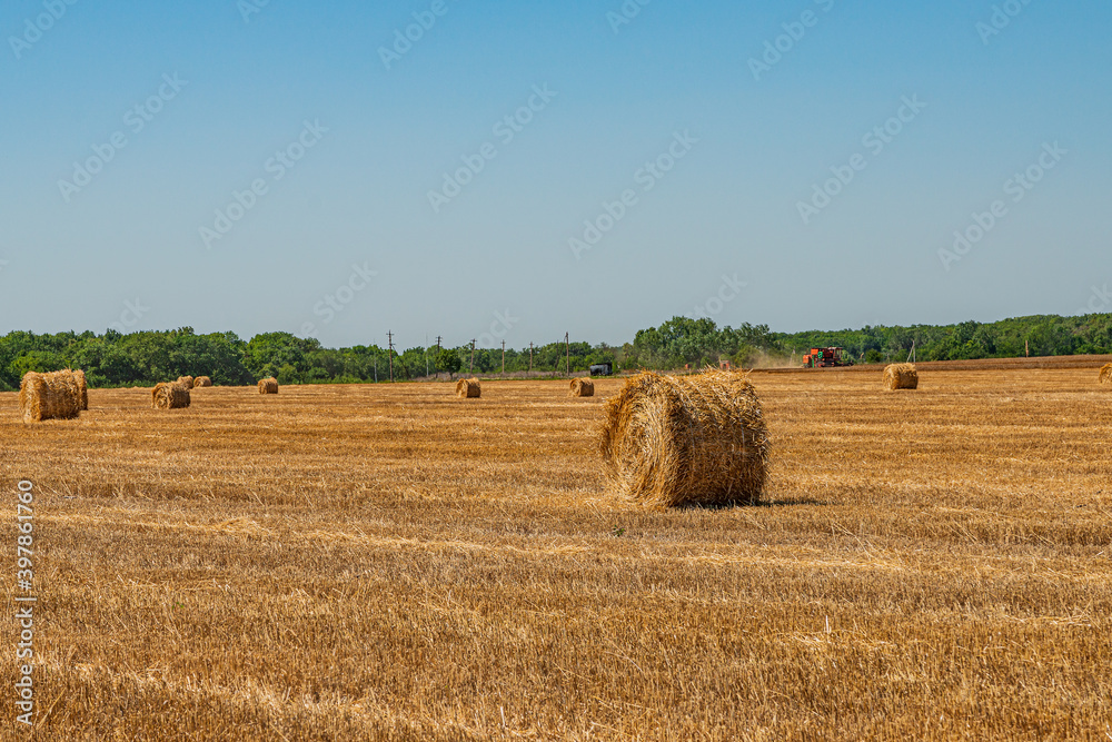 Mown wheat field with straw rolls