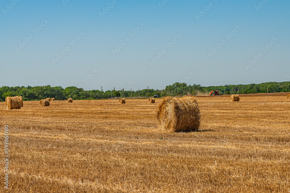 Fototapeta premium Mown wheat field with straw rolls