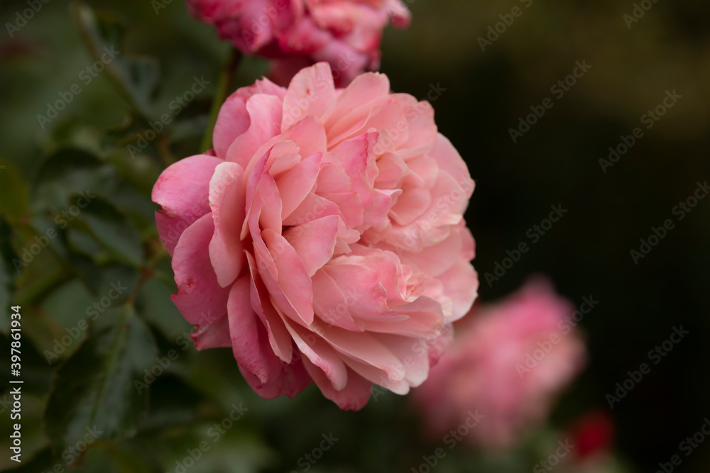 Obraz premium Rose, on a cloudy autumn day, in Retiro park, Madrid.