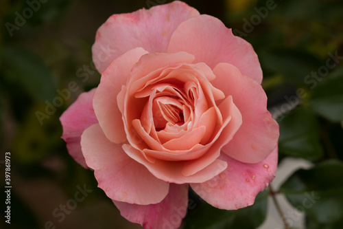 Wallpaper Mural Rose, on a cloudy autumn day, in Retiro park, Madrid. Torontodigital.ca