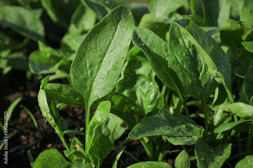 Fresh organic leaves of spinach in the garden. Young shoots of spinach in vegetable garden. Spinach bed.