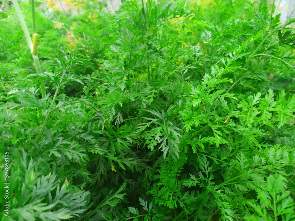 Green carrot tops.Background of carrot leaves. vegetarian. Background. Texture Green carrot tops.Background of carrot leaves. vegetarian. Background. Texture