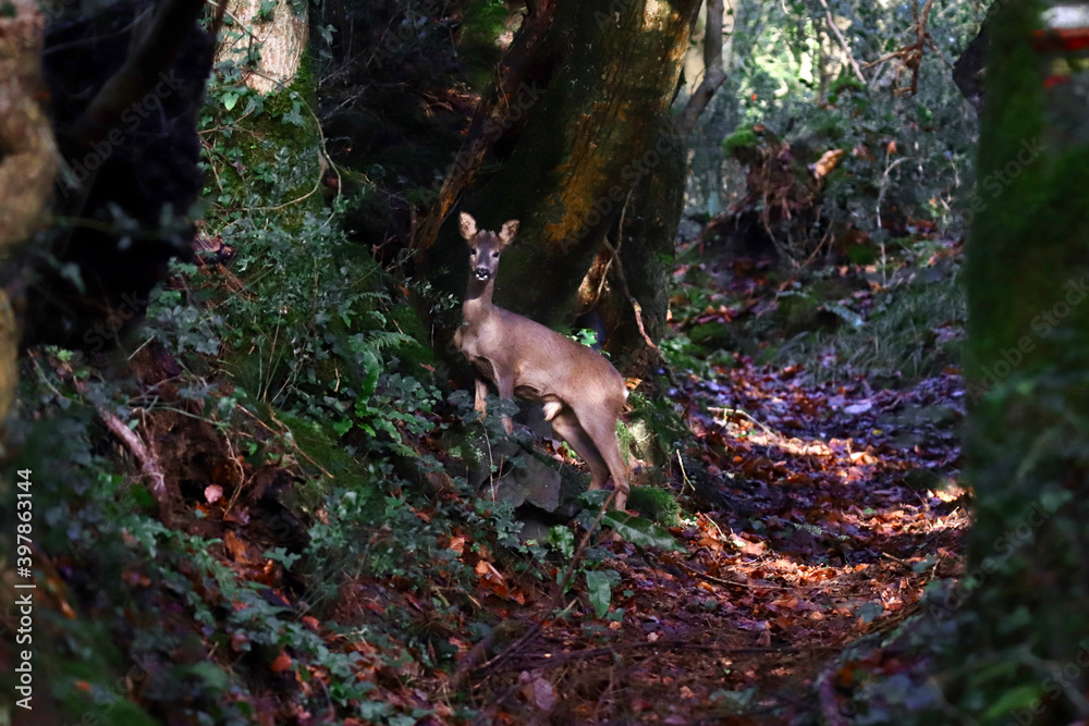 deer in the woods deer in the woods