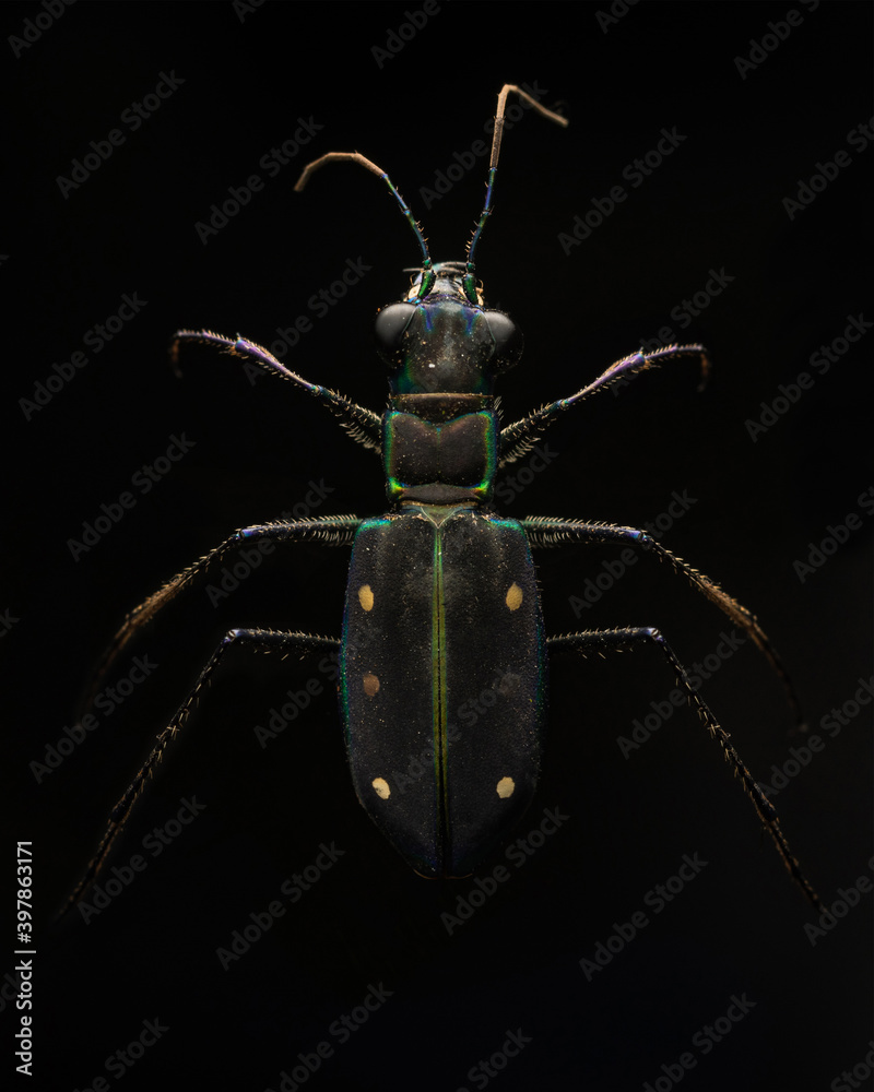 Fototapeta premium Beautiful tiger beetle black background studio detail
