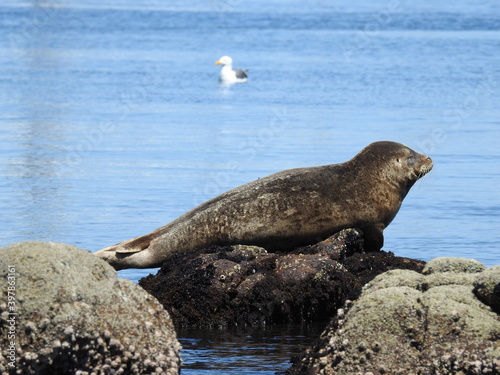 Harbor seals sunbathing on the rocks, coastal wildlife, Monterey Bay, California.