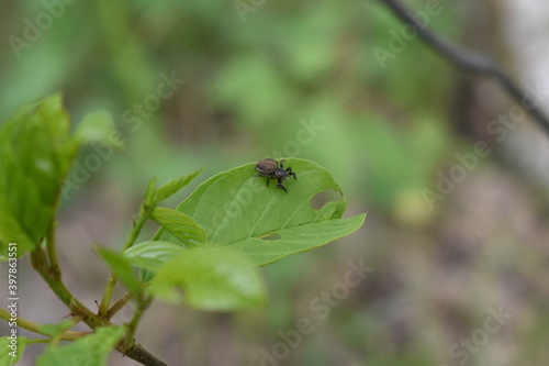 insects on a tree branch in the forest © Igor