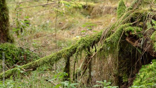 fallen tree trunk in the forest  moss everywhere  natural