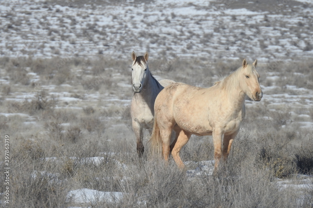 Wild horses roaming the snowy desert of northeastern Arizona in the United States.