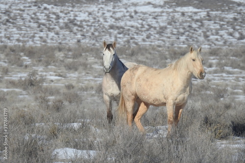 Fototapeta Naklejka Na Ścianę i Meble -  Wild horses roaming the snowy desert of northeastern Arizona in the United States.