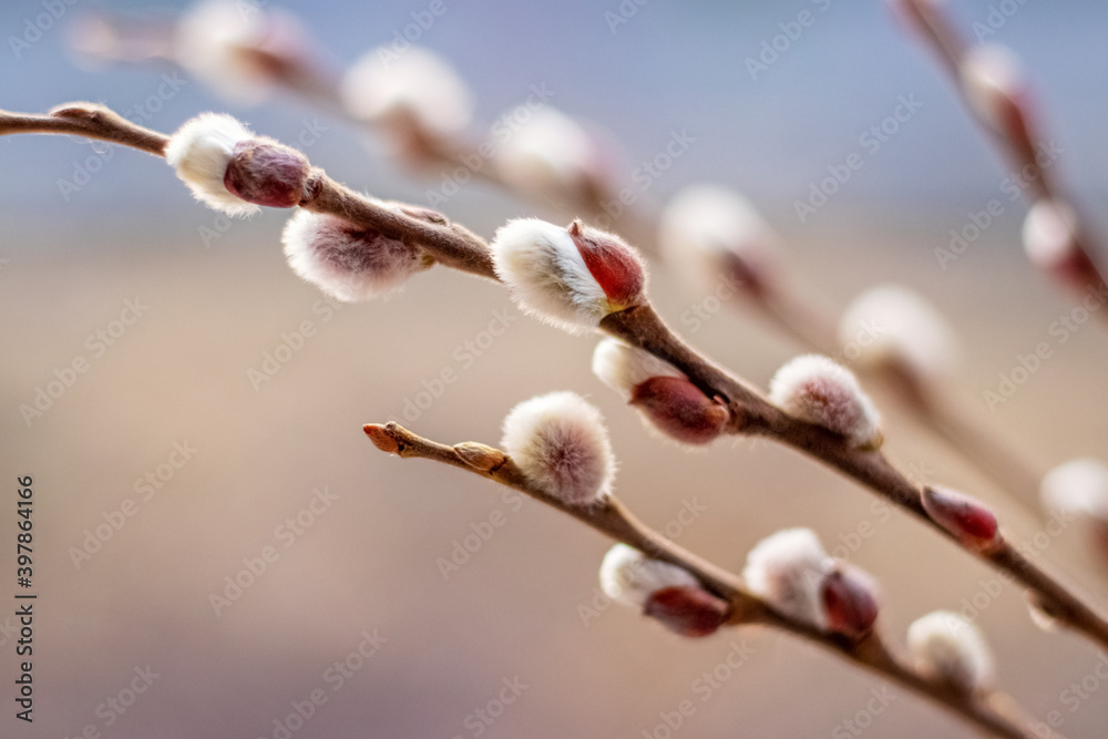 Willow branch with fluffy catkins, Easter background Willow branch with fluffy catkins, Easter background
