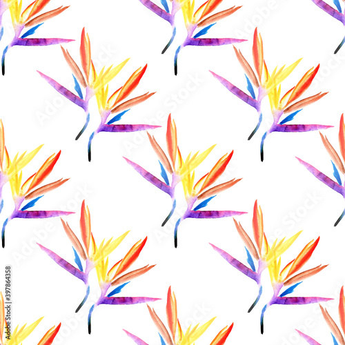 seamless pattern of multicolored strelitzia flower drawn in watercolor on a white background. tropical strelitzia bright flowers petals blue purple orange red yellow on a white background